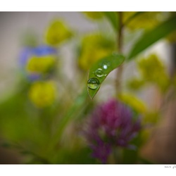 Macro